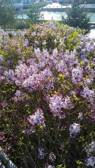 在线视频国产丁香社区,揭秘网络视频平台的魅力与争议